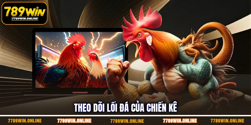 Theo dõi lối đá của chiến kê